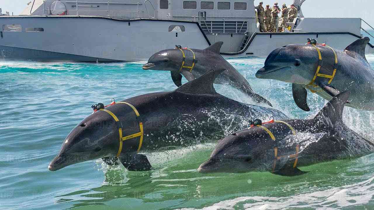イラン、米軍攻撃に「機雷イルカ」浮上か　海上封鎖長期化の中　米紙