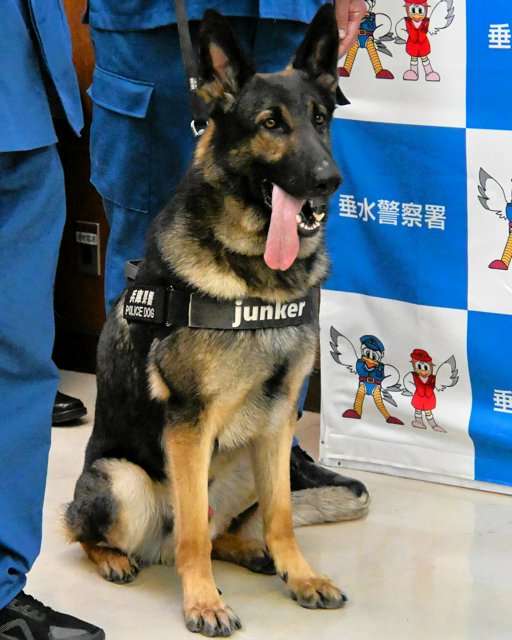行方不明となった10代女性を発見、警察犬「ユンカー号」を表彰　兵庫県警垂水署