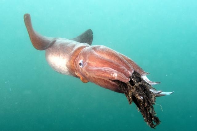 「幻の巨大イカ」に遭遇　北海道・知床沖泳ぐ「ササキテカギイカ」（朝日新聞） - Yahoo!ニュース