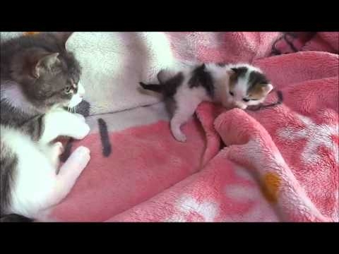 泣いて怒る子猫、そして謝る母猫