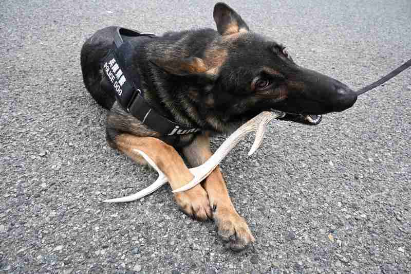 行方不明となった10代女性を発見、警察犬「ユンカー号」を表彰　兵庫県警垂水署