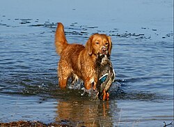 ノヴァ・スコシア・ダック・トーリング・レトリーバー - Wikipedia