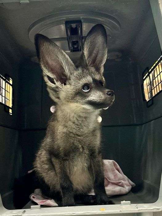 【全国の動物園・水族館】推しの動物がいる方教えて下さい