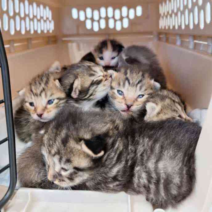 みんな生き延びるための野良猫たちの知恵。2匹の母猫が協力して11匹の子猫を育てていた