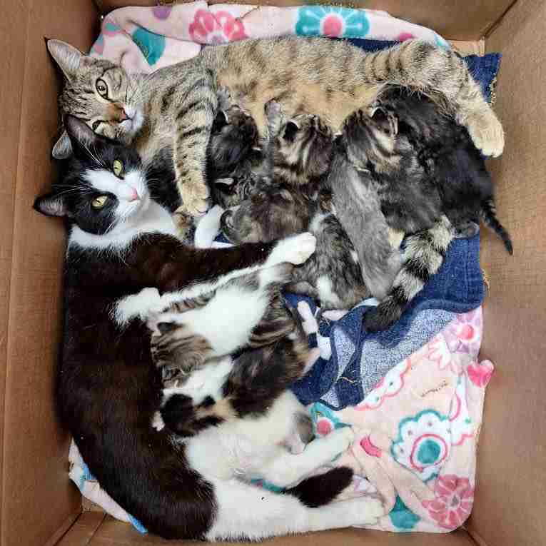 みんな生き延びるための野良猫たちの知恵。2匹の母猫が協力して11匹の子猫を育てていた