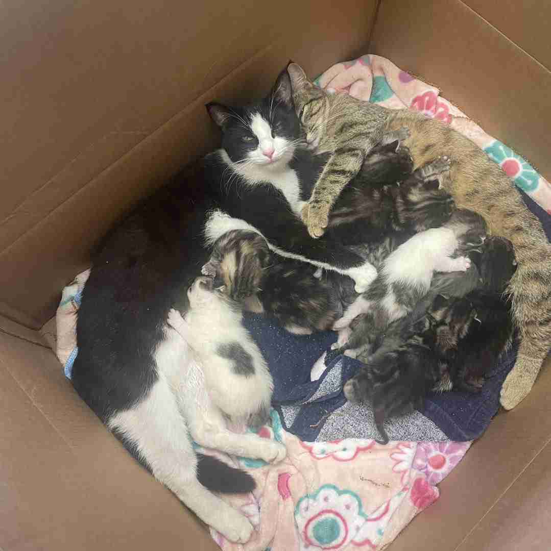 みんな生き延びるための野良猫たちの知恵。2匹の母猫が協力して11匹の子猫を育てていた