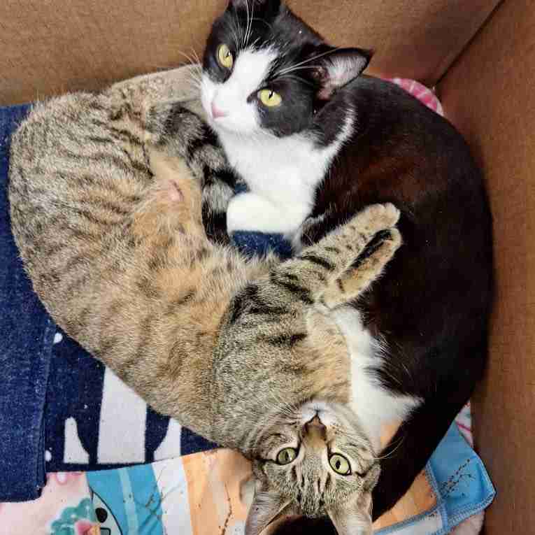 みんな生き延びるための野良猫たちの知恵。2匹の母猫が協力して11匹の子猫を育てていた