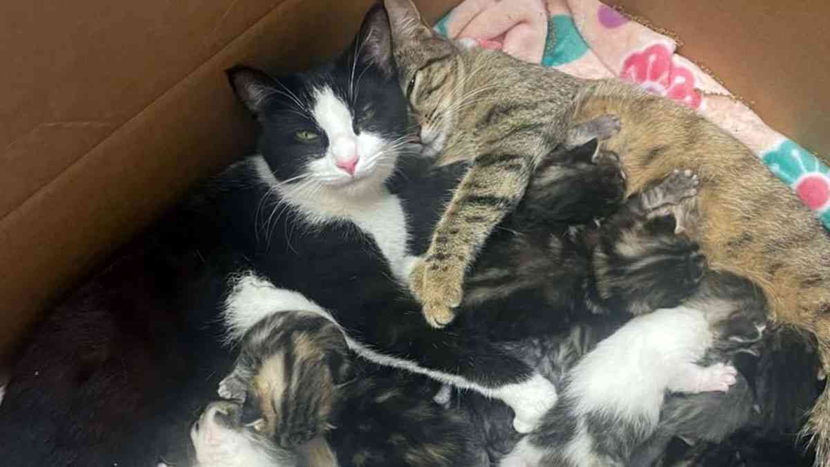 みんな生き延びるための野良猫たちの知恵。2匹の母猫が協力して11匹の子猫を育てていた | カラパイア