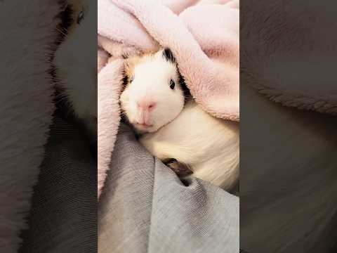 ぷきゅぷきゅ… #モルモットの鳴き声 #guineapig #モルモット