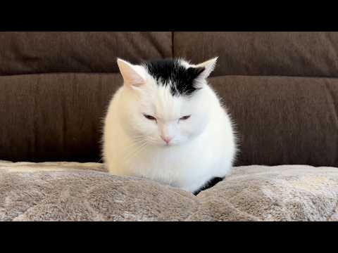 猫があまりにも丸いので布団をかけた結果
