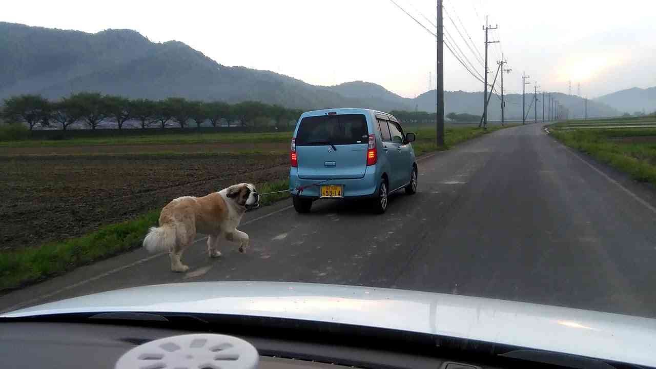 コメントを付けて動物の画像を貼っていくトピ