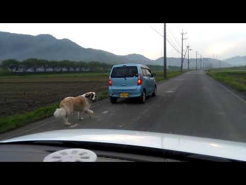 虐待の恐れがある犬の散歩
