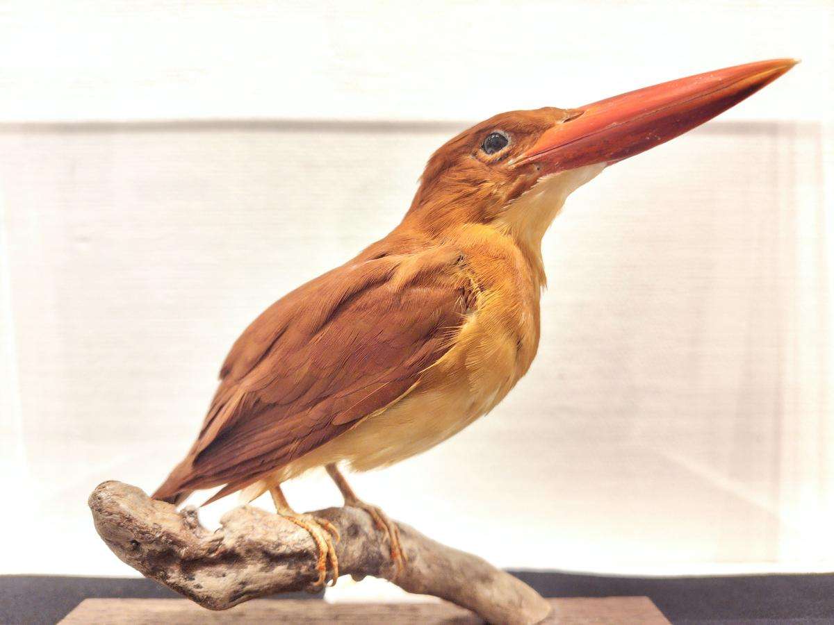 野鳥カメラマンが殺到、希少種が営巣放棄…「マナー守って」愛護会や十日町市などが対策