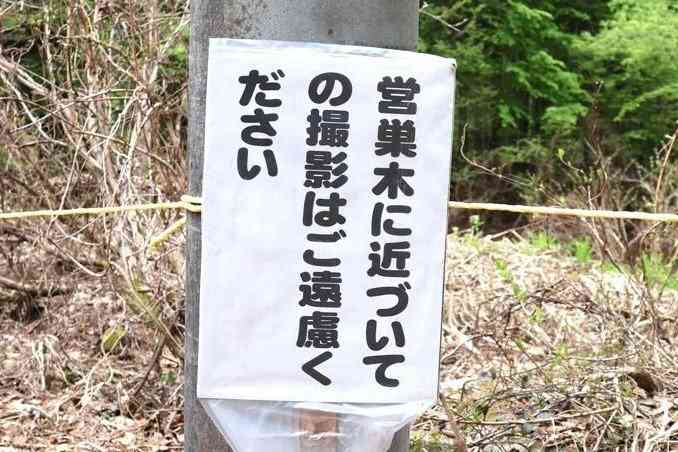 野鳥カメラマンが殺到、希少種が営巣放棄…「マナー守って」愛護会や十日町市などが対策（新潟日報） - Yahoo!ニュース