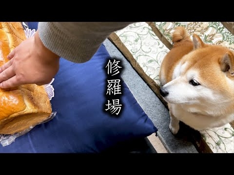 柴犬の前で食パンなでなでしてみた