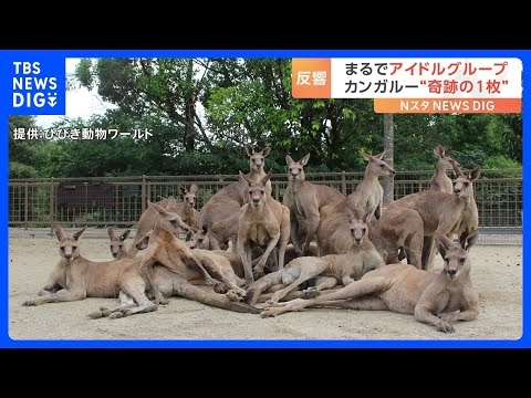 なんか人間ぽいなと思った動物たち