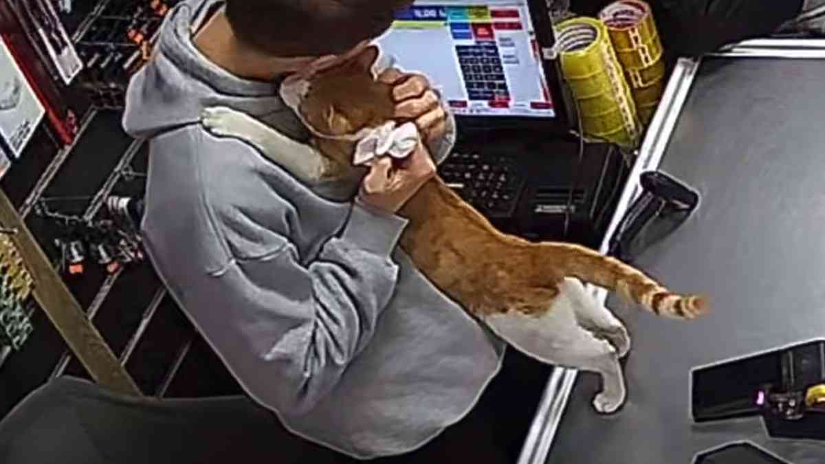 トルコの世界。腹ペコ猫を店に招き入れ餌を与えたところ、毎日ぎゅっとハグするように | カラパイア