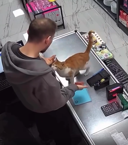 トルコの世界。腹ペコ猫を店に招き入れ餌を与えたところ、毎日ぎゅっとハグするように