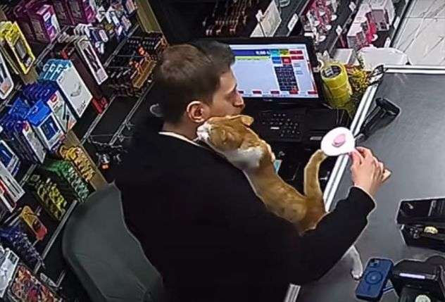 トルコの世界。腹ペコ猫を店に招き入れ餌を与えたところ、毎日ぎゅっとハグするように