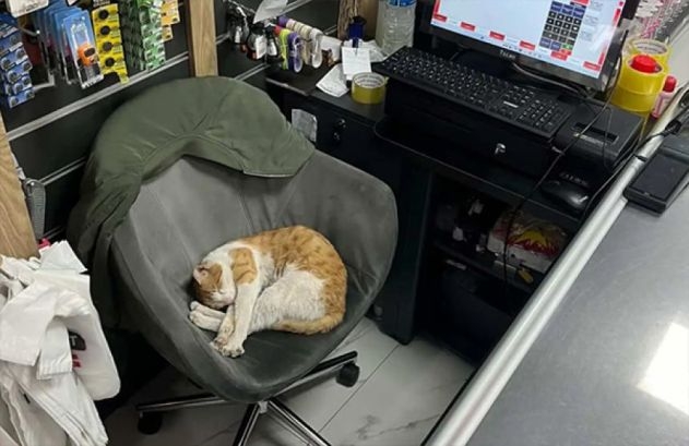 トルコの世界。腹ペコ猫を店に招き入れ餌を与えたところ、毎日ぎゅっとハグするように
