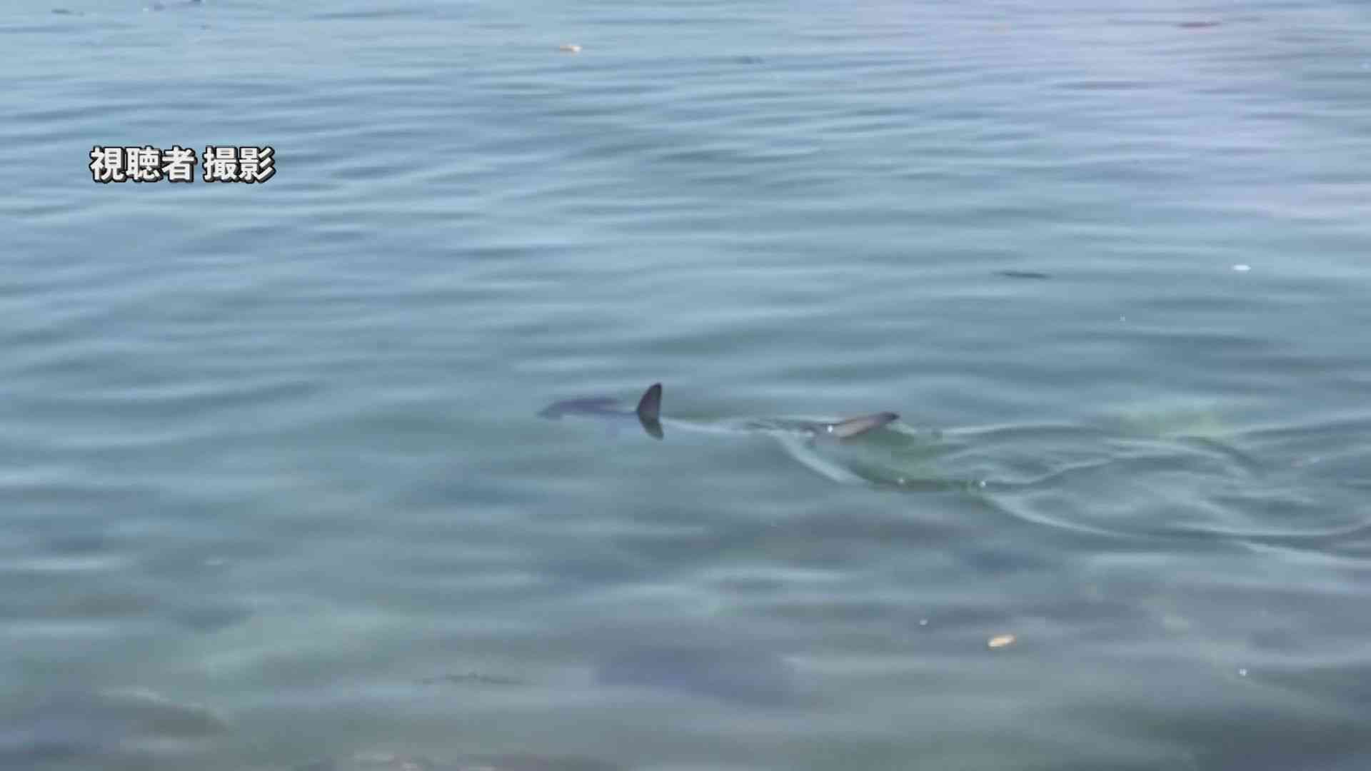 海水浴場にサメ「小魚を追って入ったか」生後2か月ほどのハンマーヘッドシャーク　大分