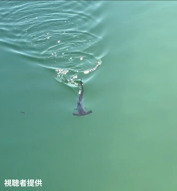 海水浴場にサメ「小魚を追って入ったか」生後2か月ほどのハンマーヘッドシャーク　大分 | TOSオンライン 