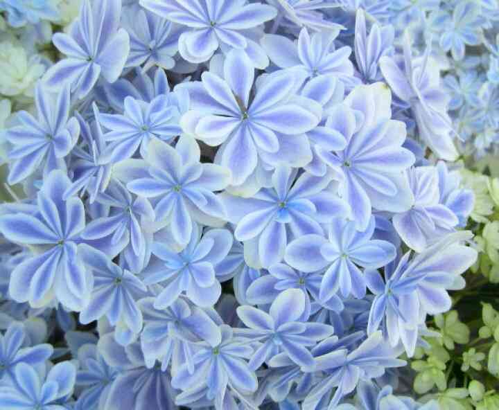 素敵な紫陽花の品種を教えて下さい。