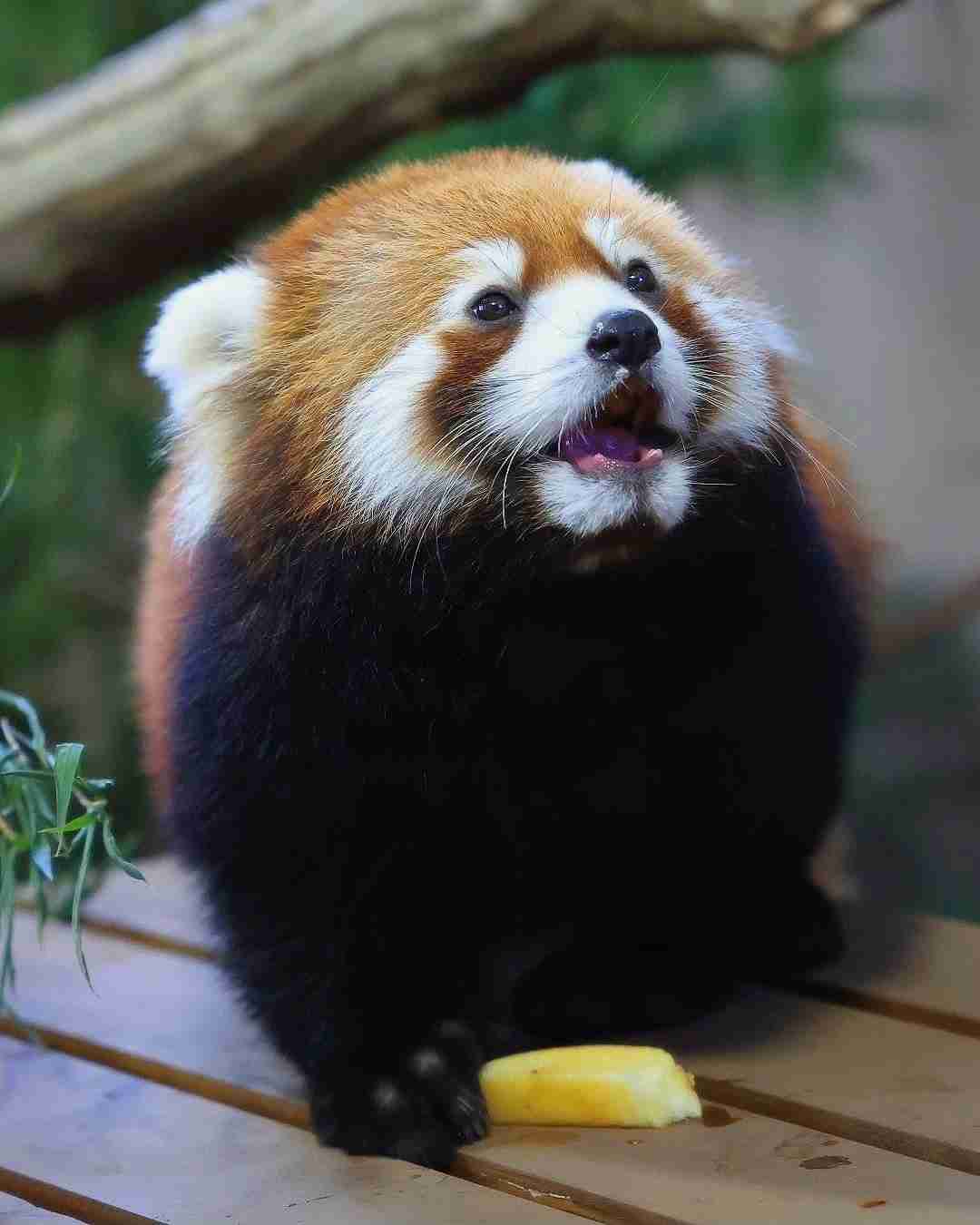 【全国の動物園・水族館】推しの動物がいる方教えて下さい