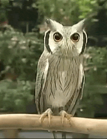 好きな珍しい動物