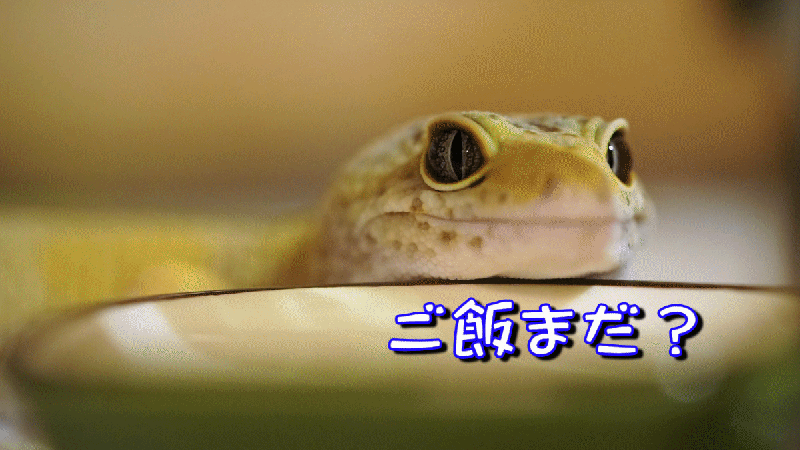 爬虫類、両生類飼ってる人！