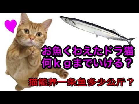 お魚くわえたドラ猫は何kgまで魚をくわえられる⁉︎ 猫在一条鱼中可以抱几公斤？