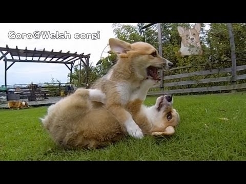 Rocky Puppies / cute corgi puppies on grass / Goro@Welsh corgi channel コーギー子犬