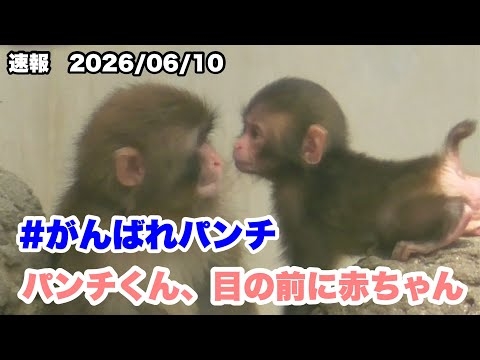パンチくんと赤ちゃんの交流が可愛いので速報します。2026.06.10