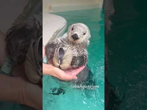 《鳥羽水族館》ラッコのキラちゃんの貝カスタネット? #鳥羽水族館 #ラッコ #ラッコのキラちゃん #tobaaquarium #seaotter #aquarium