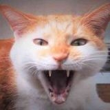 緊急事態条項が可決して日本から人権が消される危険を拡散するコメントにしつこい... | ガールズちゃんねる - Girls Channel -