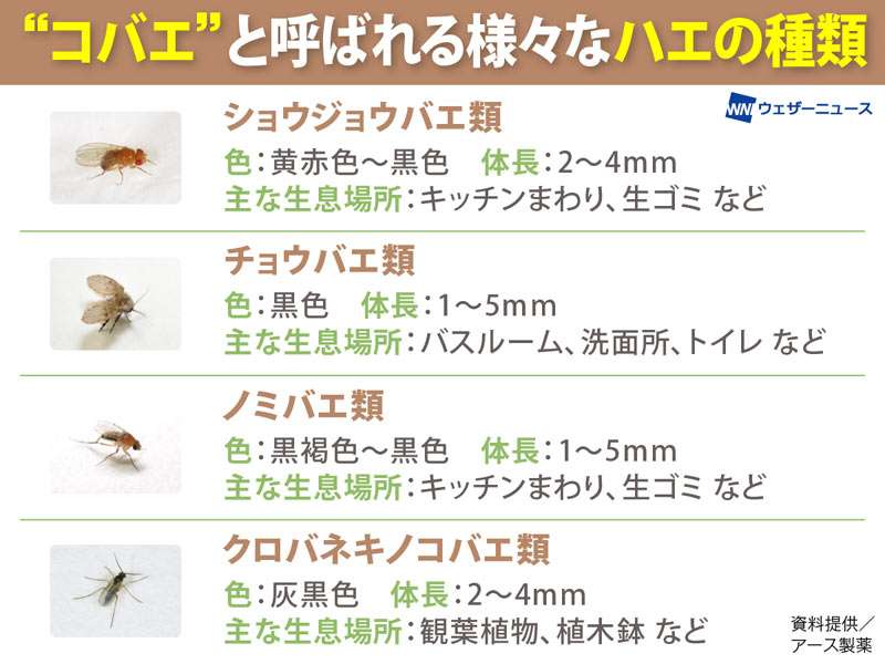 コバエを語ろう