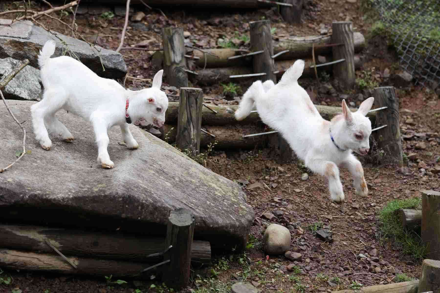 白い動物を貼るトピ