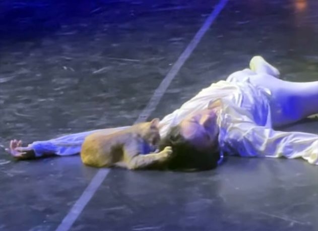 バレエ『ロミオとジュリエット』のクライマックスに猫が友情出演。悲劇が喜劇に【トルコ】