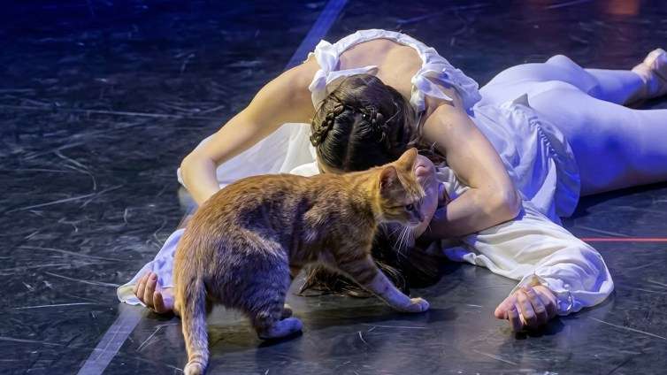 バレエ『ロミオとジュリエット』のクライマックスに猫が友情出演。悲劇が喜劇に【トルコ】
