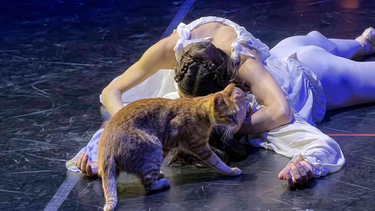 オンリートルコ。ロミオとジュリエットのクライマックスに猫が友情出演。悲劇が喜劇に | カラパイア