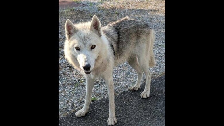 飼われていた「ウルフドッグ」3度目の逃亡　周辺で飼い犬のチワワが死亡　因果関係は不明だが住民からは不安の声も