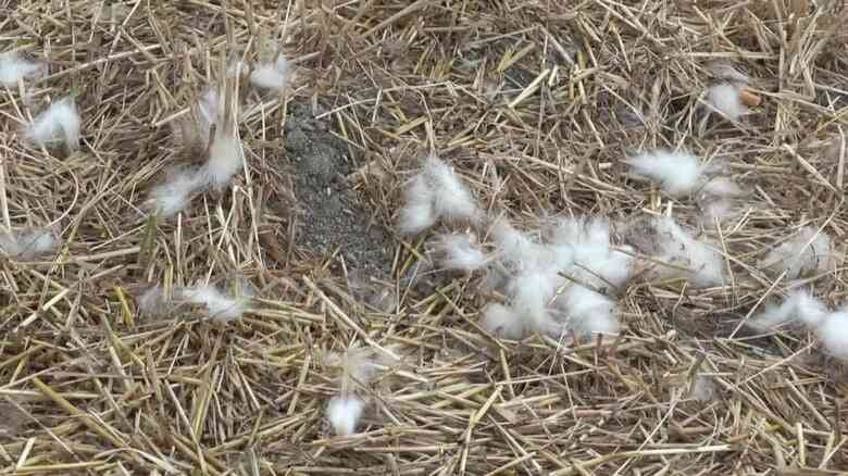 飼われていた「ウルフドッグ」3度目の逃亡 周辺で飼い犬のチワワが死亡 因果関係は不明だが住民からは不安の声も