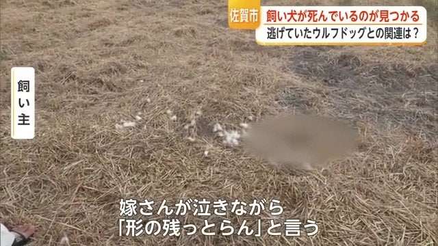 飼われていた「ウルフドッグ」3度目の逃亡 周辺で飼い犬のチワワが死亡 因果関係は不明だが住民からは不安の声も