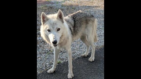 飼われていた「ウルフドッグ」3度目の逃亡　周辺で飼い犬のチワワが死亡　因果関係は不明だが住民からは不安の声も｜FNNプライムオンライン