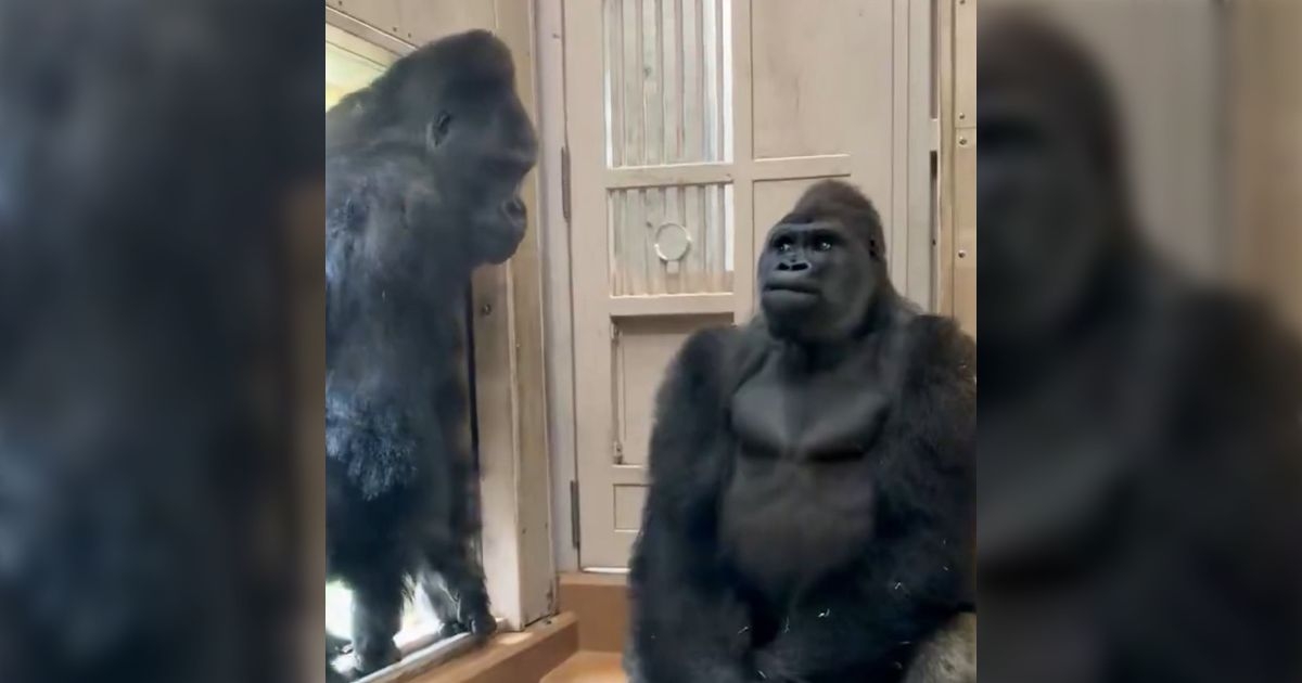「父シャバーニの登場で緊張するキヨマサ」キヨマサの表情が人間過ぎてなんだかおもろい、それにしてもシャバーニはなぜどついたのか - Togetter