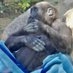 ゴリラのいえ Gorilla Forest on X