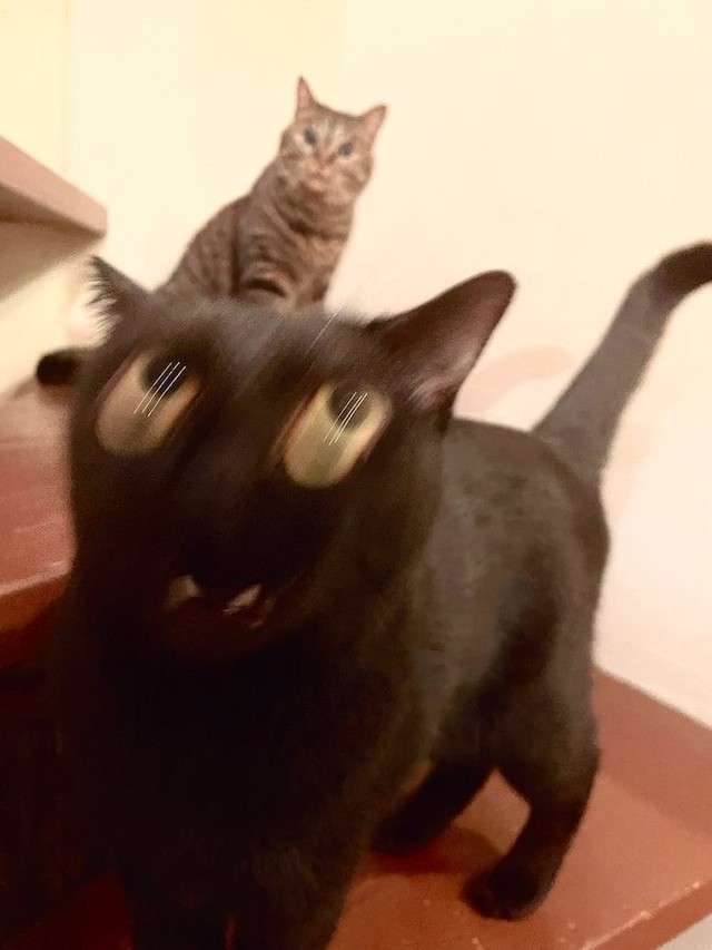 黒猫が好きな人、集合!!(飼ってる人も)Part.2
