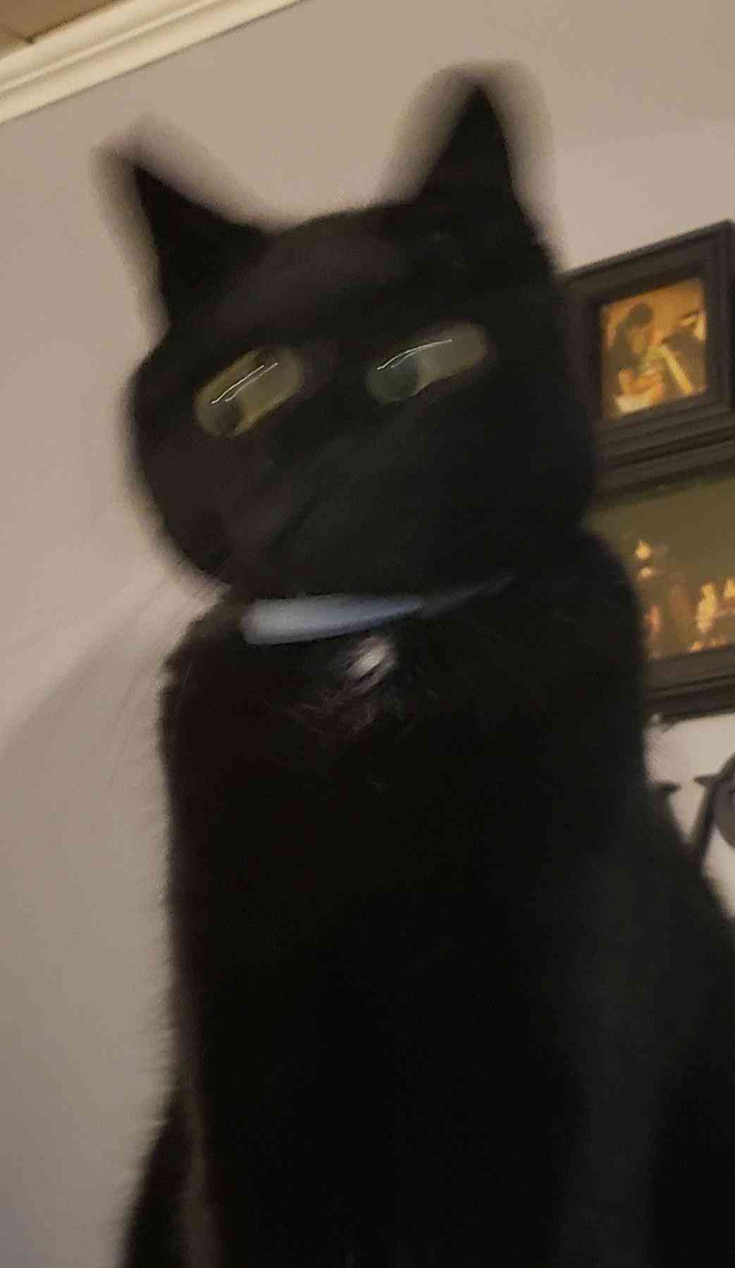 黒猫が好きな人、集合!!(飼ってる人も)Part.2