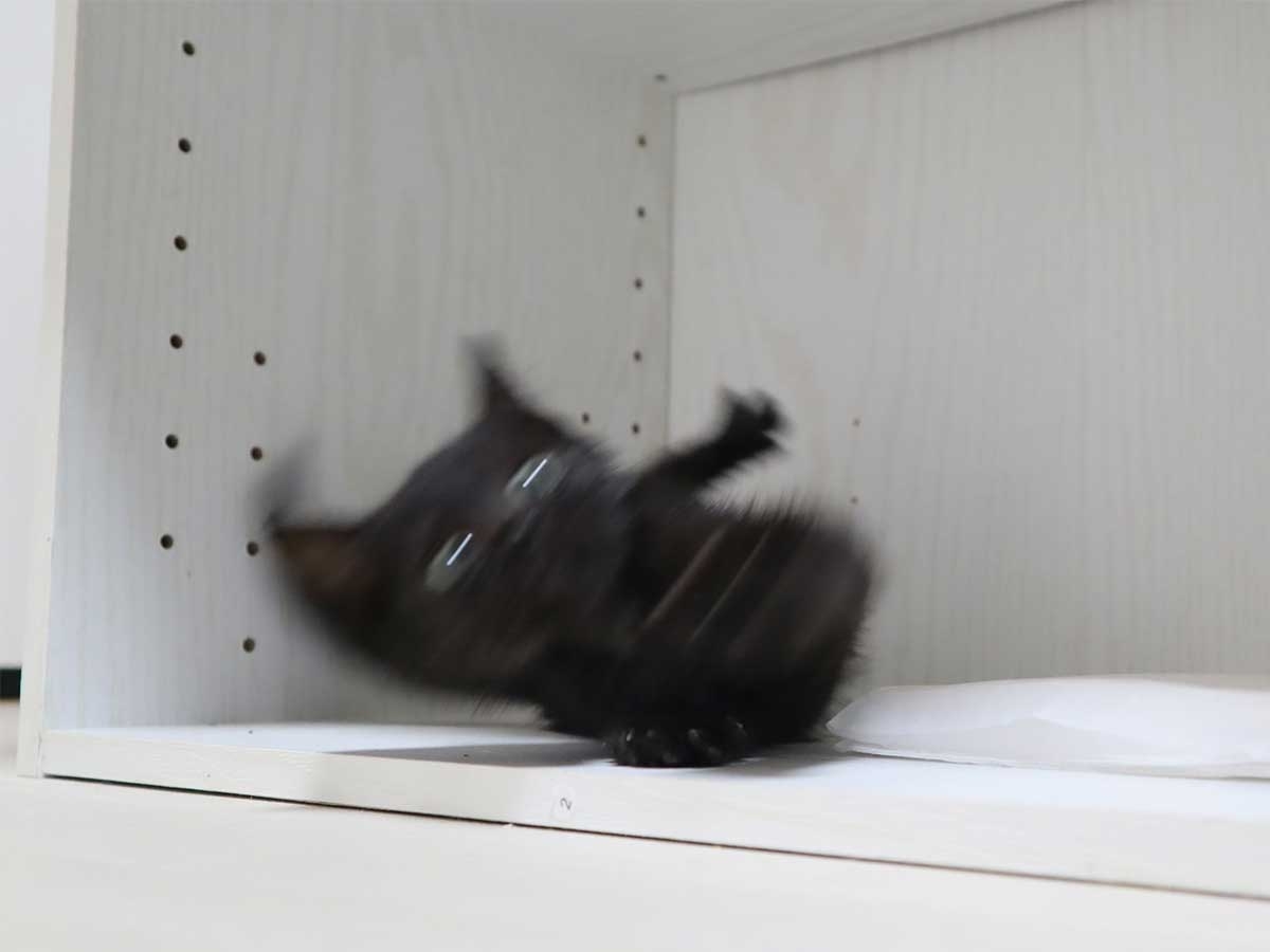 黒猫が好きな人、集合!!(飼ってる人も)Part.2