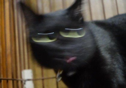 黒猫が好きな人、集合!!(飼ってる人も)Part.2